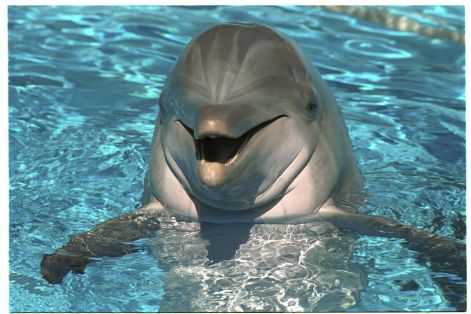 delfin5.jpg